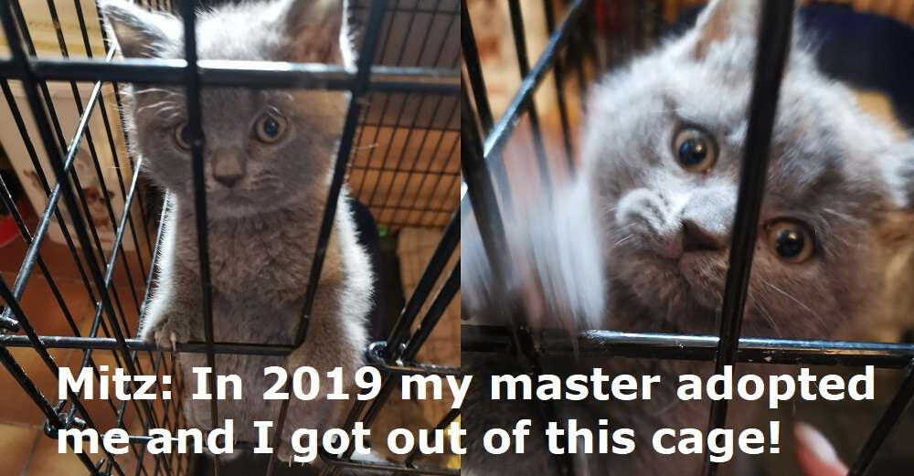 Mitz: in 2019 my master adopted me