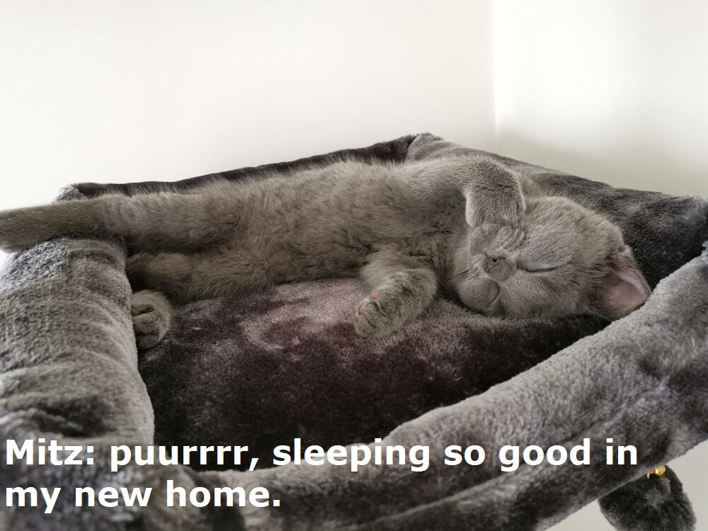 Mitz: puurrrr, sleeping so good in my new home.