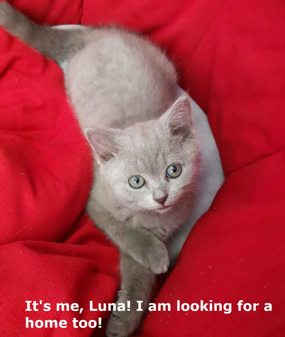 It's me, Luna! I am looking for a home too!