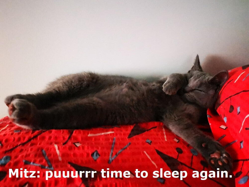 Mitz: puuurrr time to sleep again.