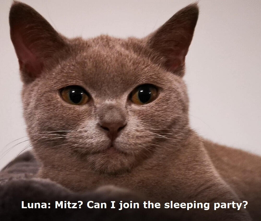 Luna: Mitz? Can I join the sleeping party?