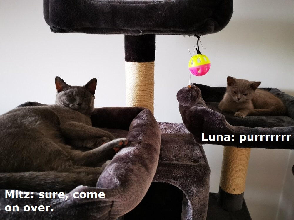 Mitz: sure, come on over. Luna: purrrrrrr.